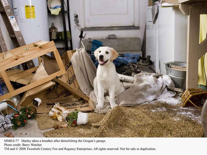 马利和我在线观看｜高清正版播放渠道，重温温情喜剧
