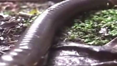 可怕!南美巨型蚯蚓似蟒蛇